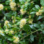 Green Mountain Boxwood shrub with pale yellow flowers on glossy green leaves