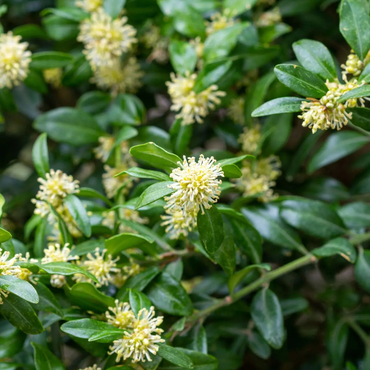 Green Mountain Boxwood shrub with pale yellow flowers on glossy green leaves