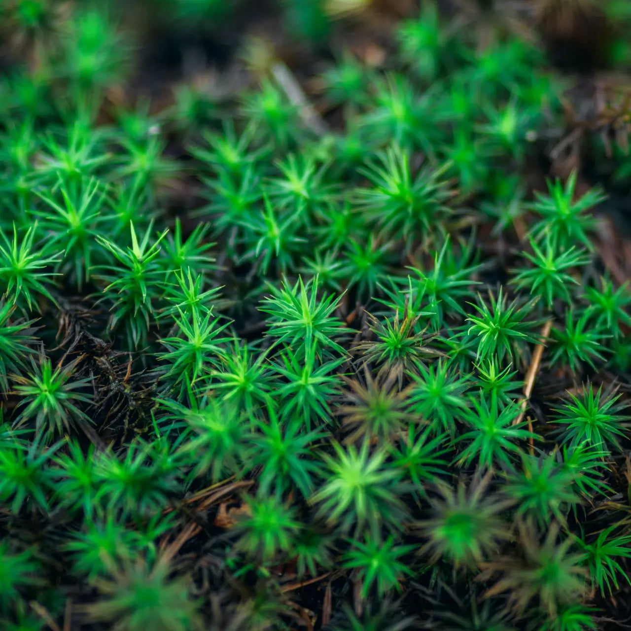 Vibrant green spiky Haircap Moss clusters on dark forest floor