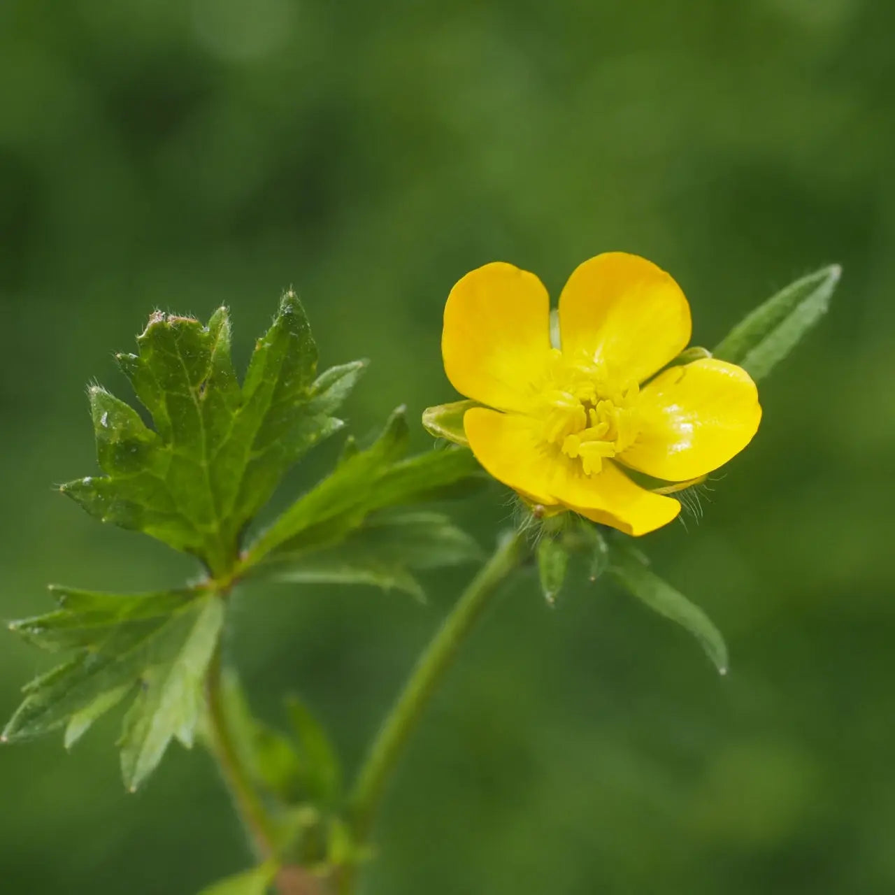 Hairy Buttercup Plant: bright yellow five-petaled flower with green serrated leaves