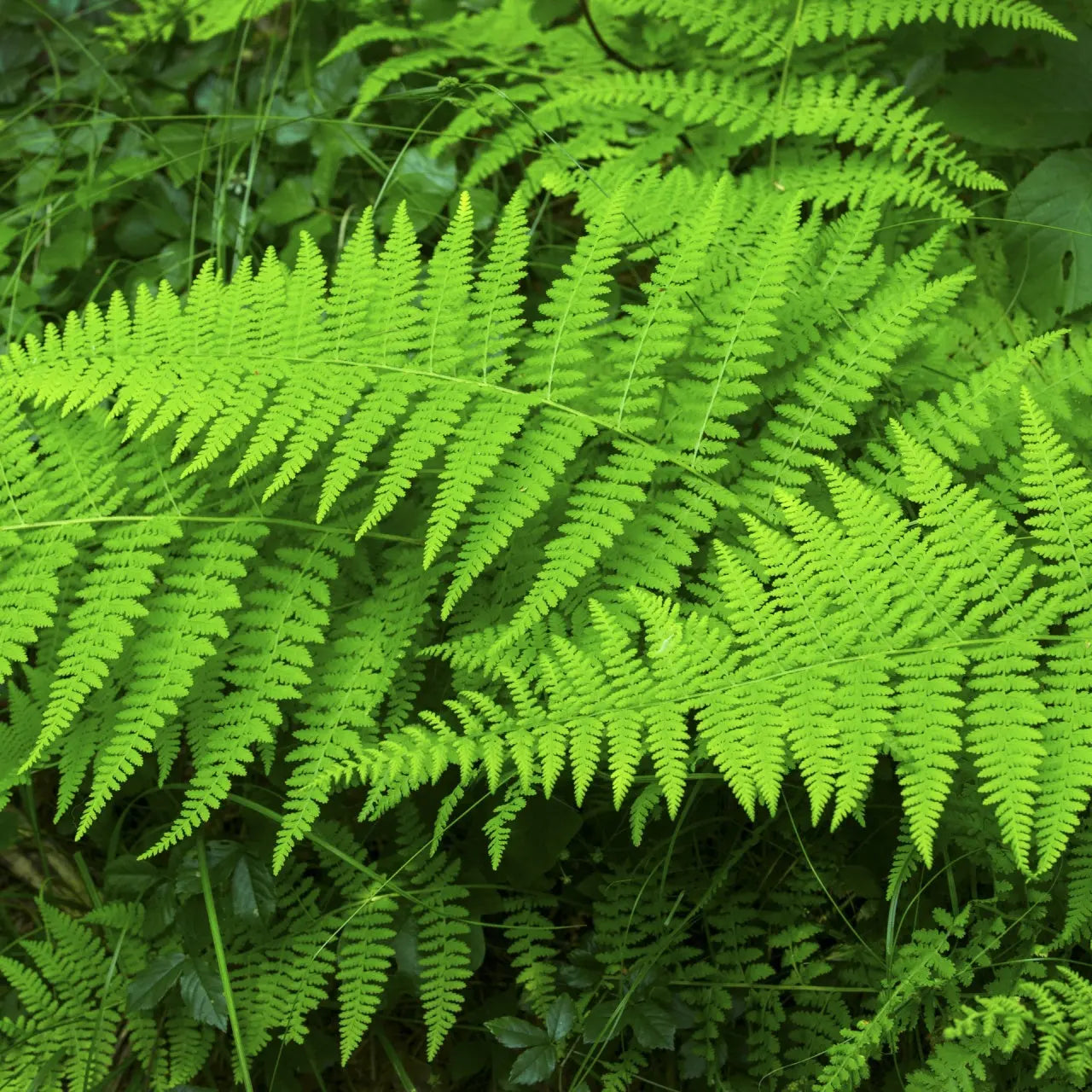 Vibrant lime-green Hay Scented Fern fronds with feathery leaves