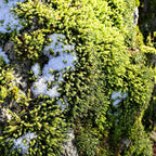 Hedwigia ciliate moss: vibrant green with spiky textures and white lichen on stone