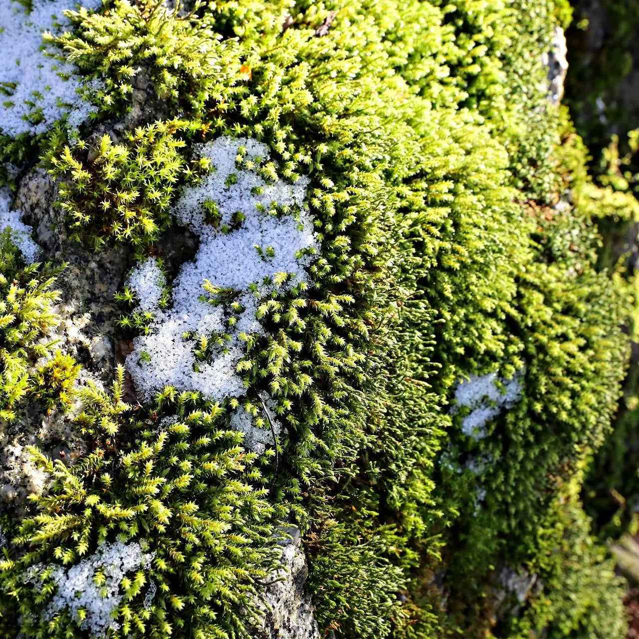 Hedwigia ciliate moss: vibrant green with spiky textures and white lichen on stone