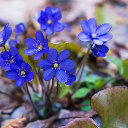 Vibrant blue Hepatica flowers with delicate petals and yellow centers among green leaves