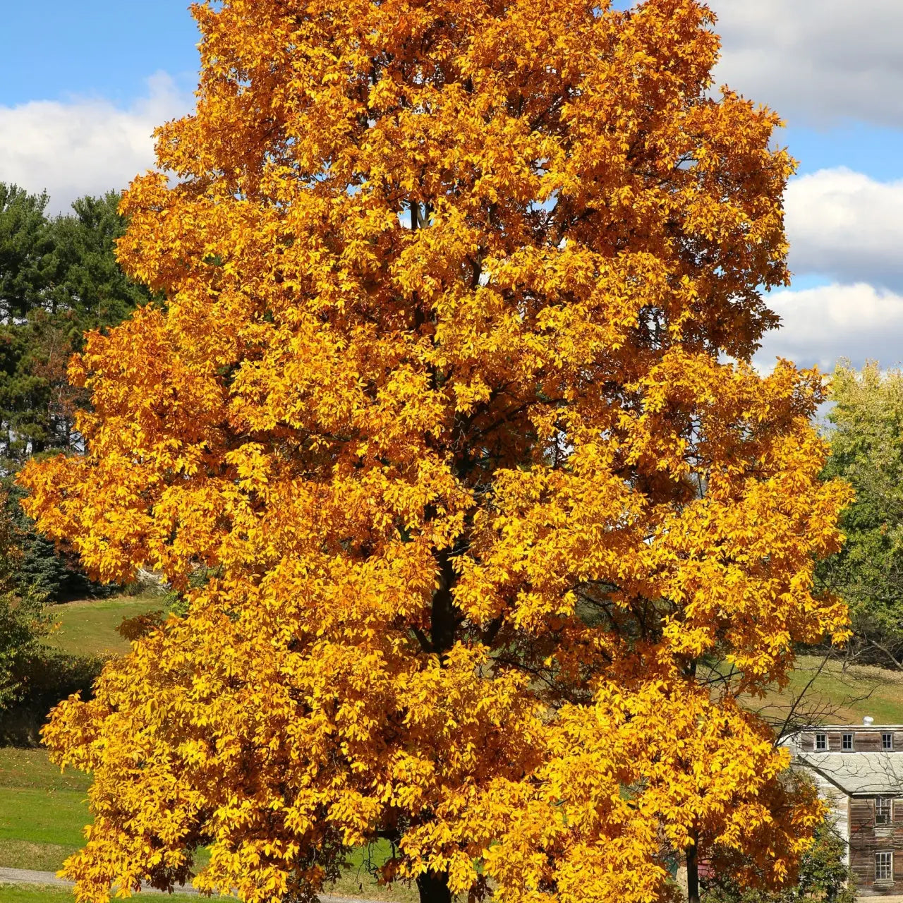 Vibrant golden-yellow hickory tree with dense autumn foliage against cloudy sky