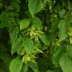 Hornbeam tree with vibrant green winged seeds hanging from branch