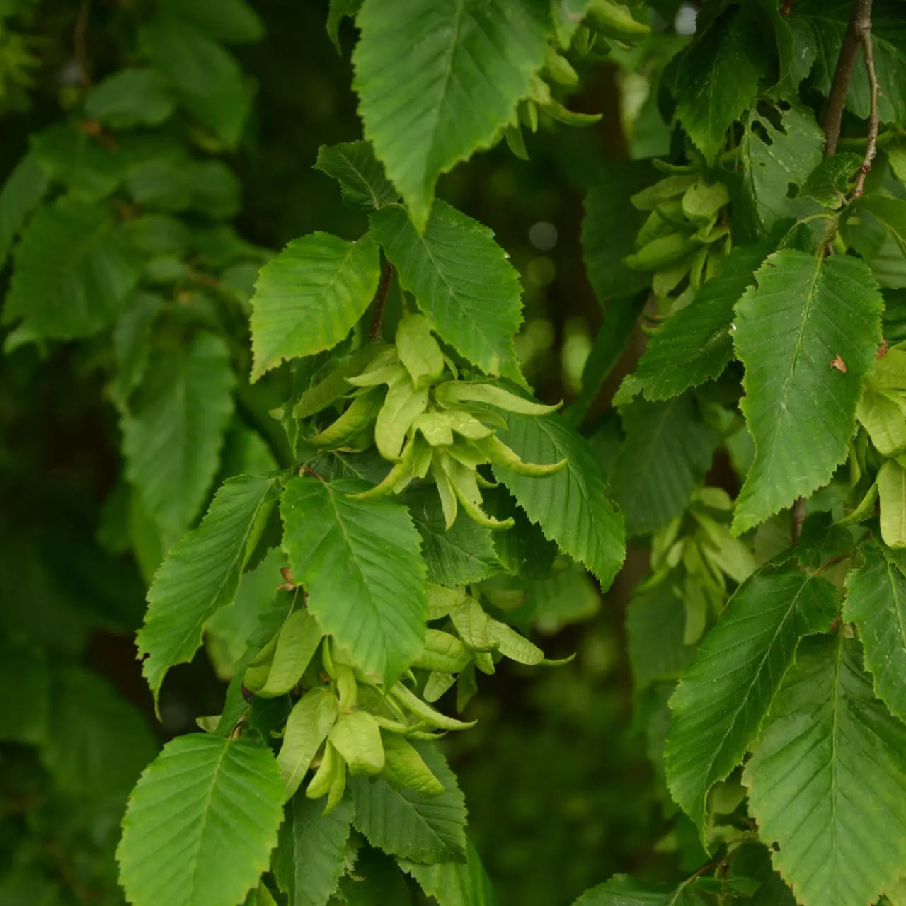Hornbeam tree with vibrant green winged seeds hanging from branch