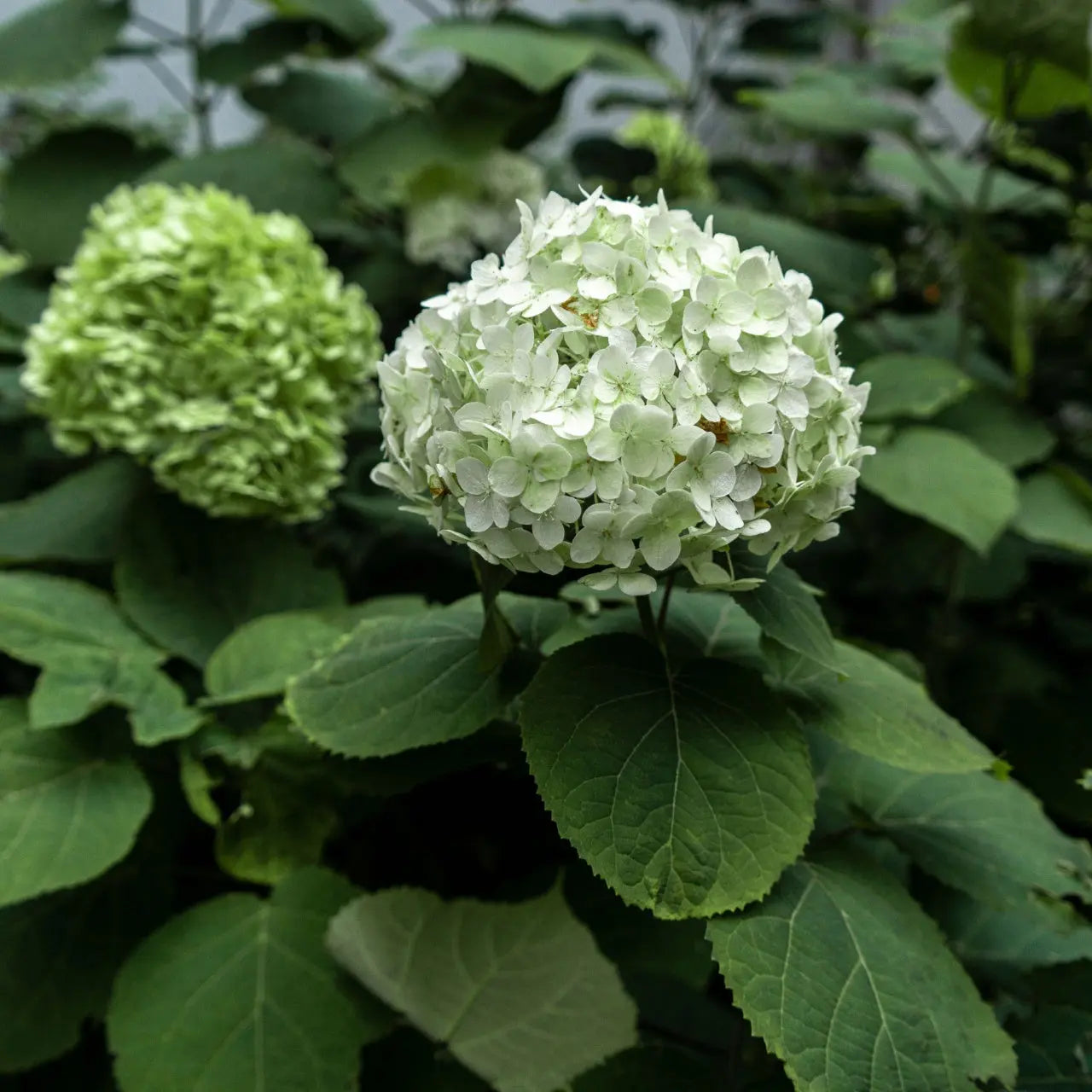 Lush white Hydrangea Arborescence live stakes bloom with green leaves
