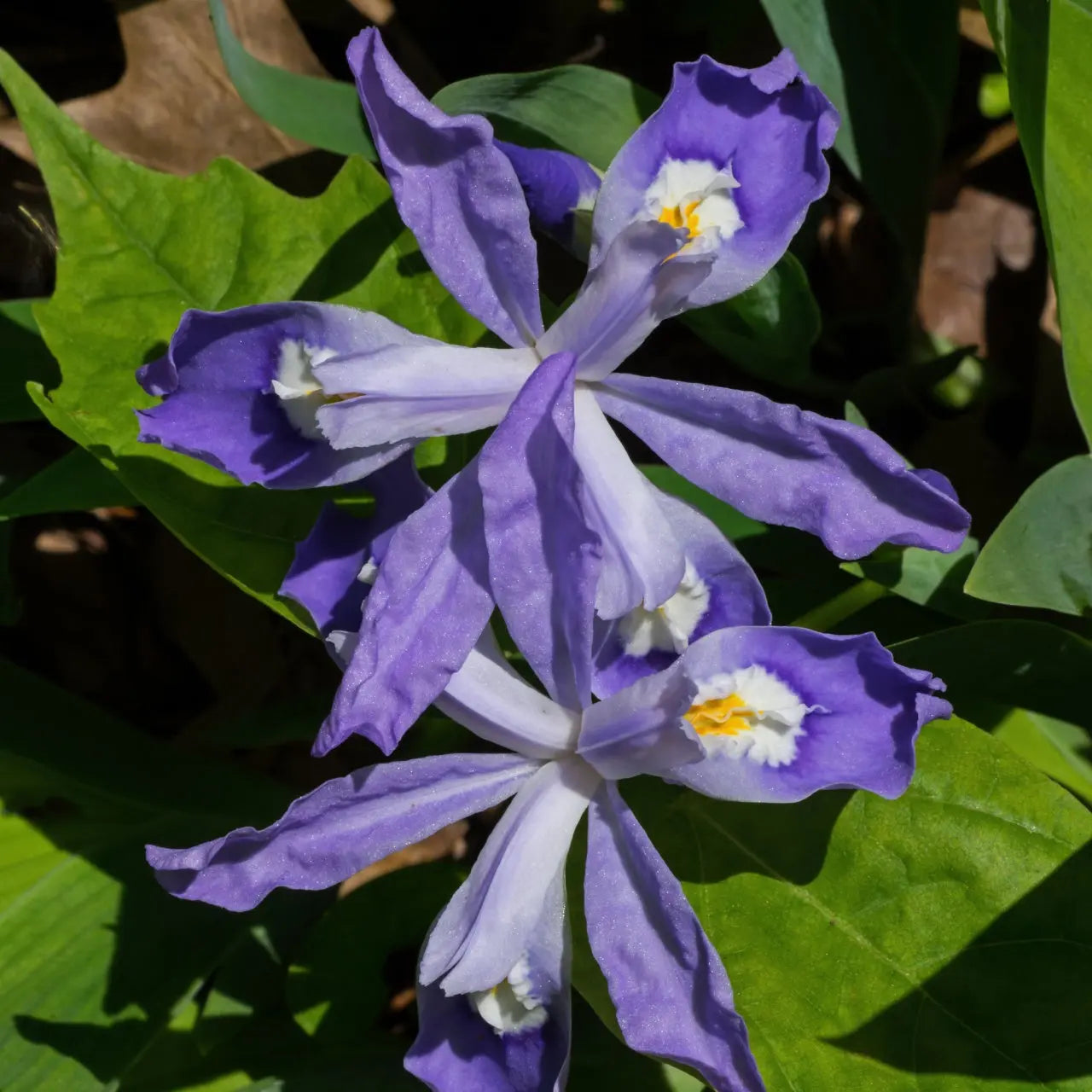 Vibrant purple Iris cristata flowers with white yellow centers in green foliage