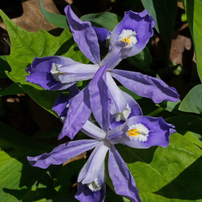 Vibrant purple Iris cristata flowers with white yellow centers in green foliage