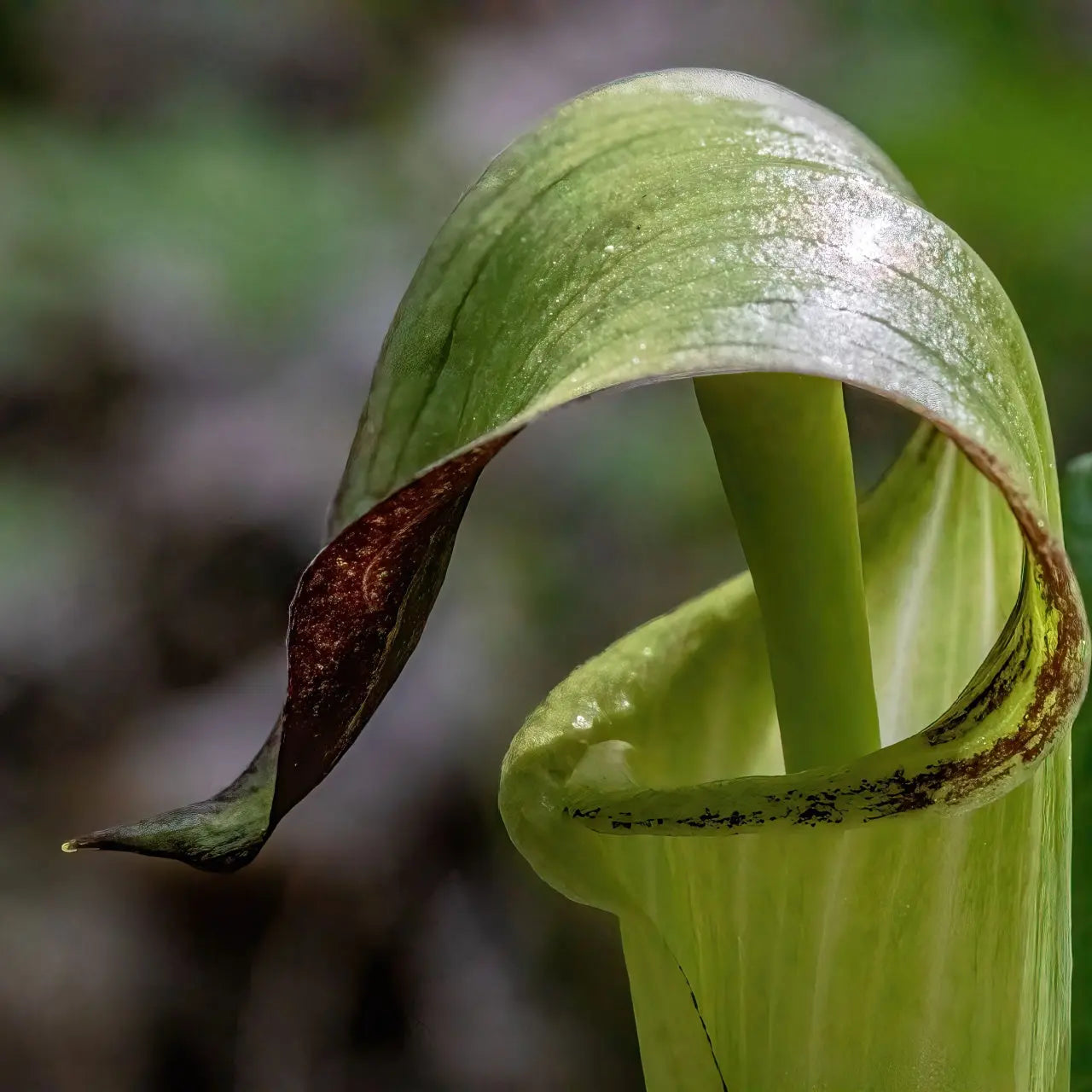 Delicate pale green Jack in the Pulpit arum lily with glossy spathe