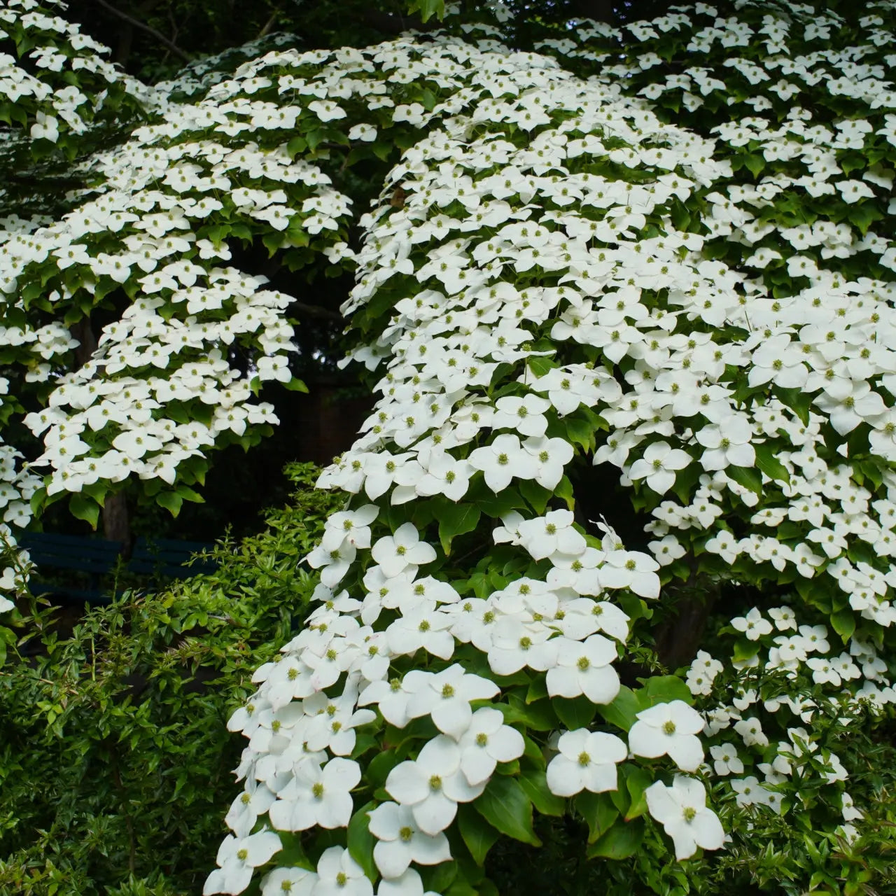 Kousa dogwood tree with dense white four-petaled flowers and green foliage