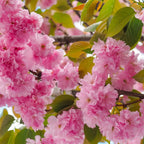 Kwanzan cherry blossoming pink flowers with layered petals and green leaves