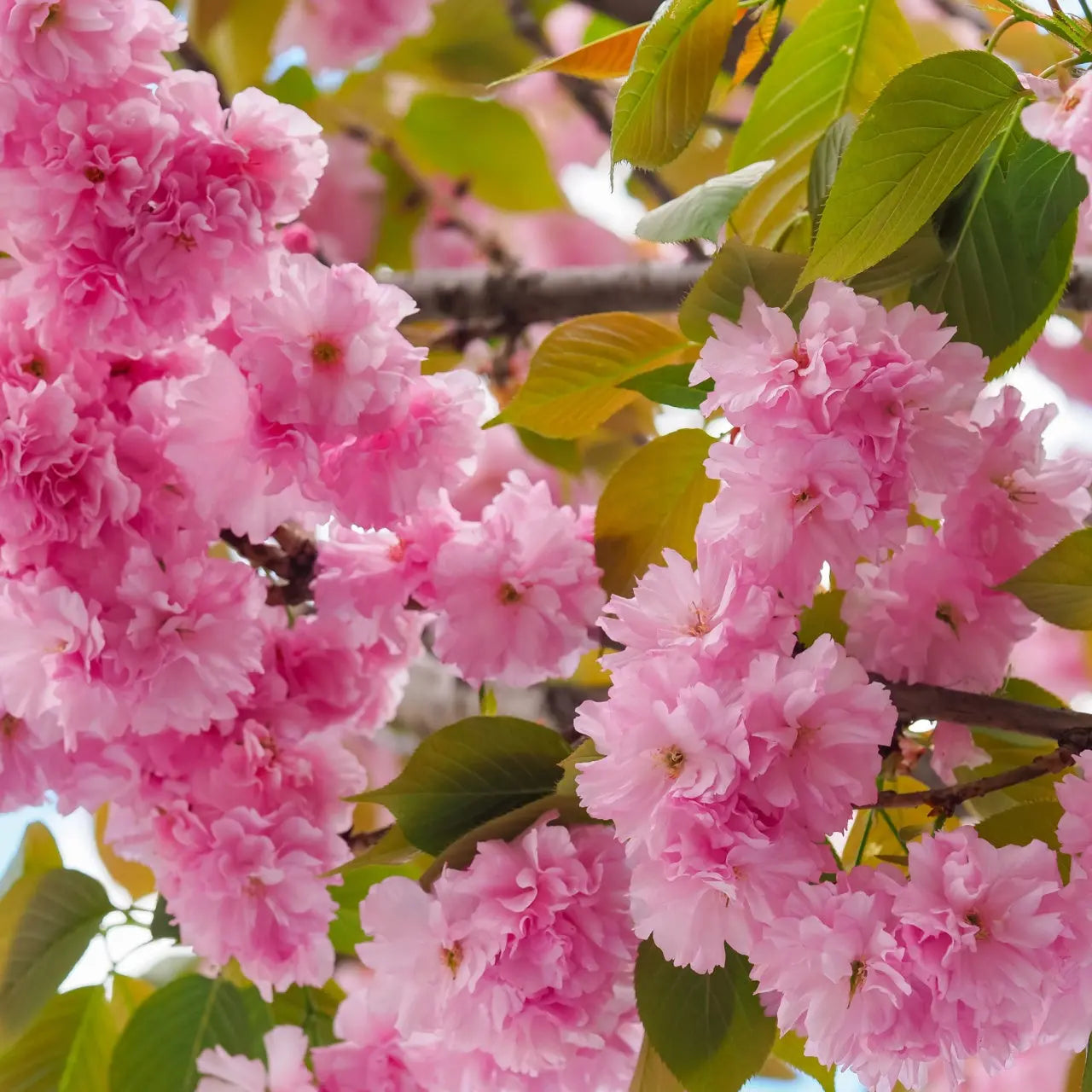 Kwanzan cherry blossoming pink flowers with layered petals and green leaves