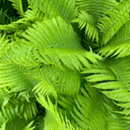Vibrant lime-green Lady Fern fronds with feathery textures