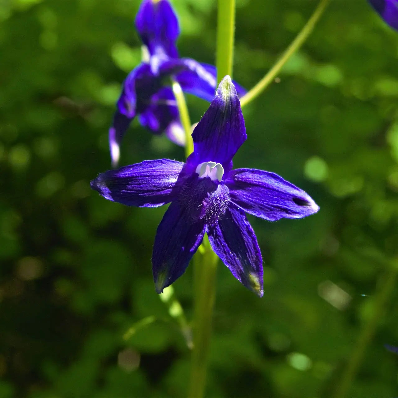Vibrant deep purple Larkspur Delphinium flower with white center
