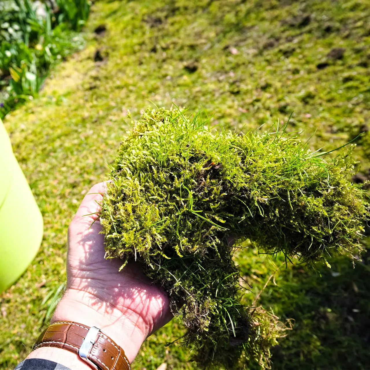 Vibrant Lawn Moss clump with feathery green textures and grass blades