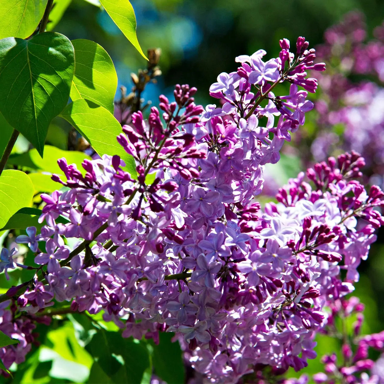 Vibrant purple lilac shrub blossoms with delicate petals and green leaves