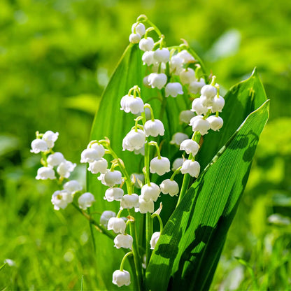Lily of the Valley plant with delicate white bell-shaped blooms and green stems