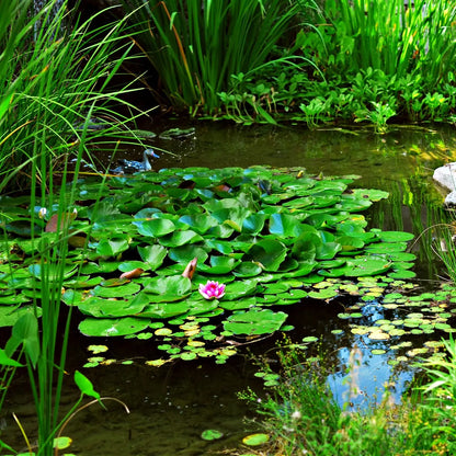 Vibrant pink water lily blooming on lush green lily pads in pond for Water Lilies