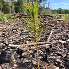 Young Loblolly Pine seedling with slender green needles on forest floor