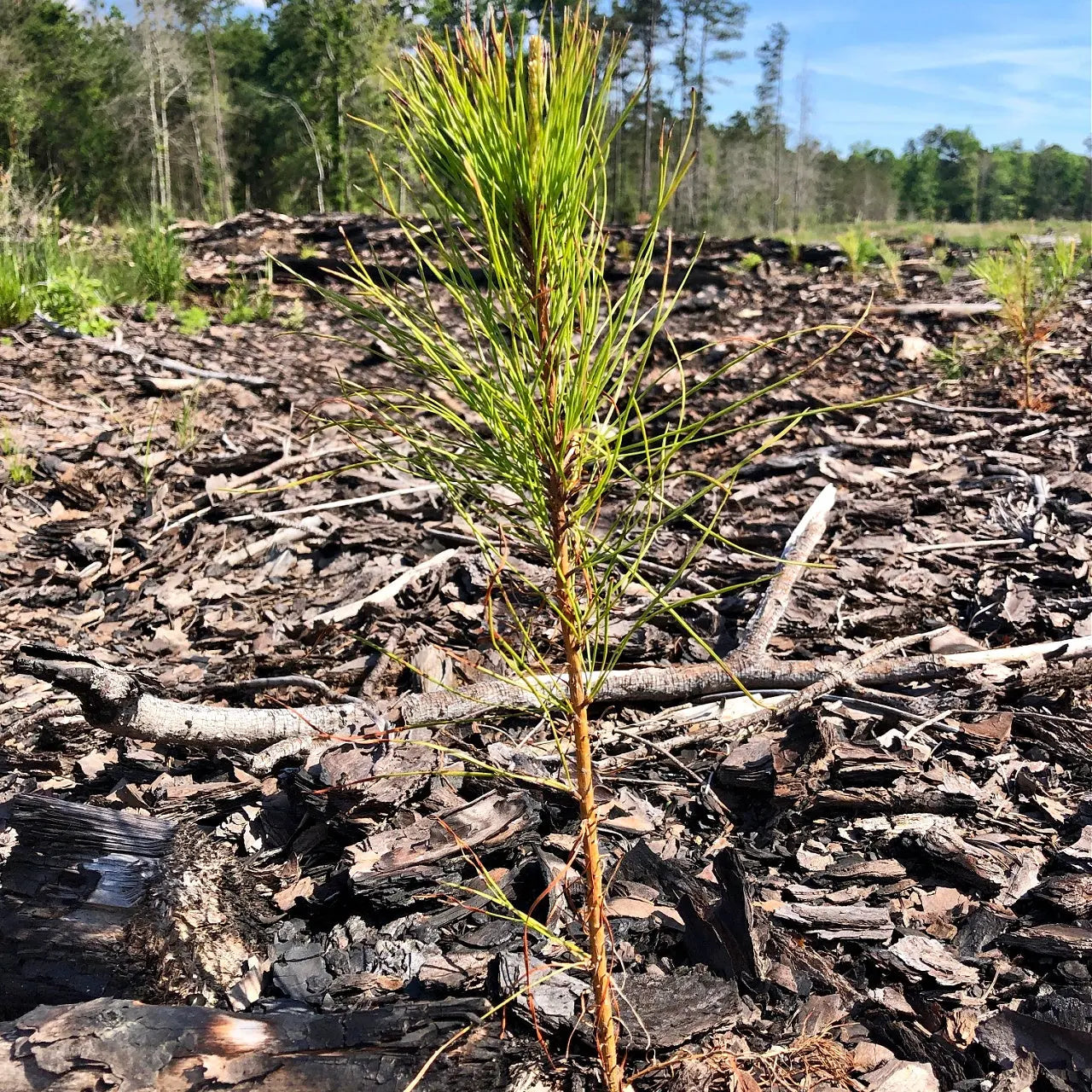 Young Loblolly Pine seedling with slender green needles on forest floor