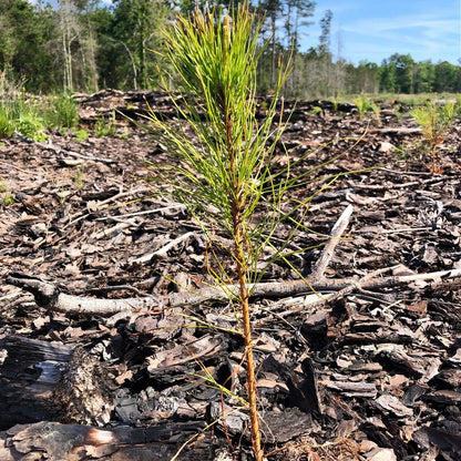 Young Loblolly Pine seedling with slender green needles on forest floor