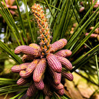 Young reddish-brown loblolly pine cones amid green needles