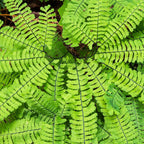 Vibrant Maidenhair Fern fronds with feathery leaves and dark veins