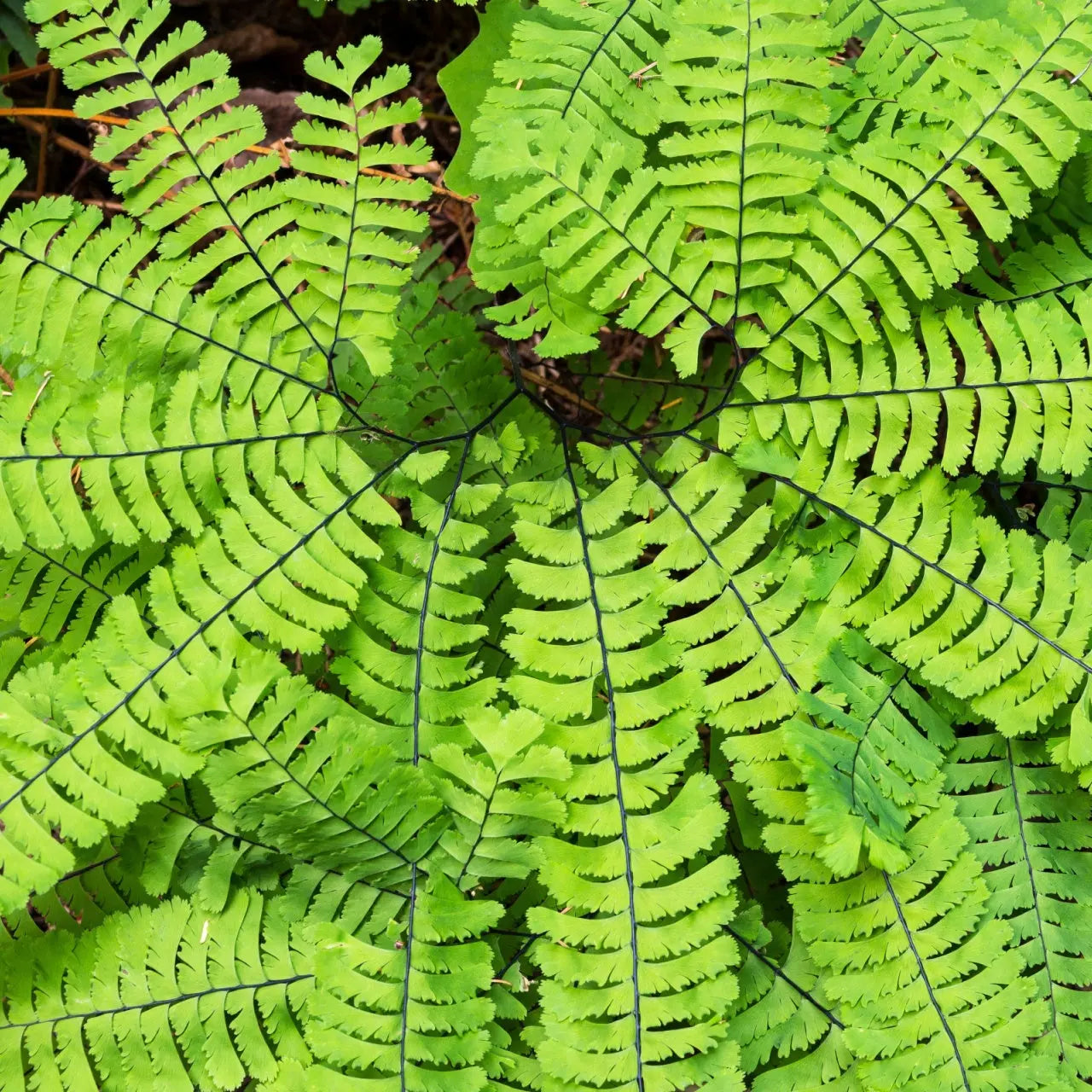 Vibrant Maidenhair Fern fronds with feathery leaves and dark veins