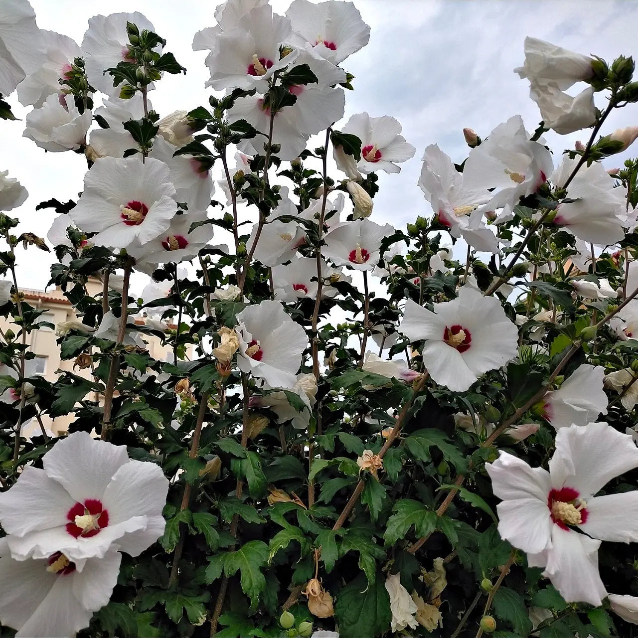 Marsh hibiscus plant with lush white flowers, red centers and green foliage