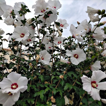 Marsh hibiscus plant with lush white flowers, red centers and green foliage