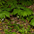 May Apple plant with white flowers, yellow centers, and green foliage