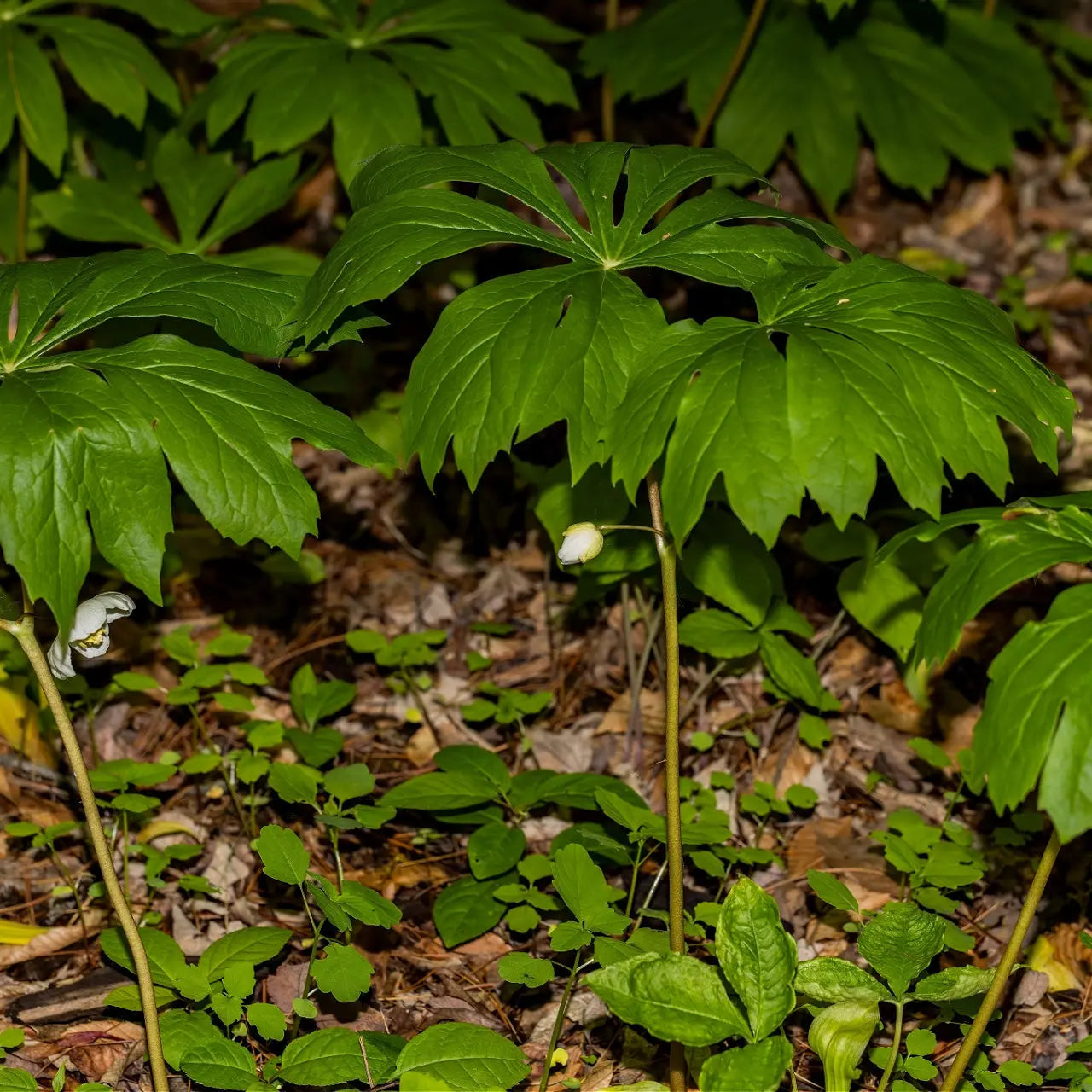 May Apple plant with white flowers, yellow centers, and green foliage