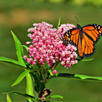 Monarch butterfly on pink milkweed flowers for Milkweed Plant