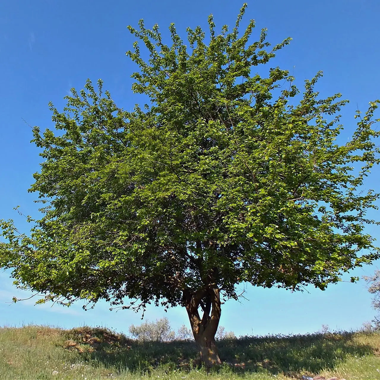 Lush mulberry tree with vibrant green leaves and sturdy trunk against blue sky