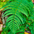 Vibrant New York Fern frond with delicate feathery leaves and woodland texture
