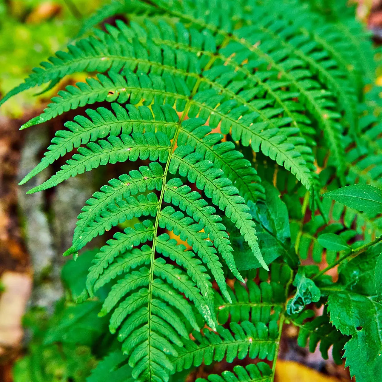Vibrant New York Fern frond with delicate feathery leaves and woodland texture