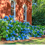 Nikko Blue hydrangea shrub with lush blue, purple, white blooms on green foliage by red brick