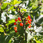 Vibrant red currants on green leafy branch of Northern Spice Bush
