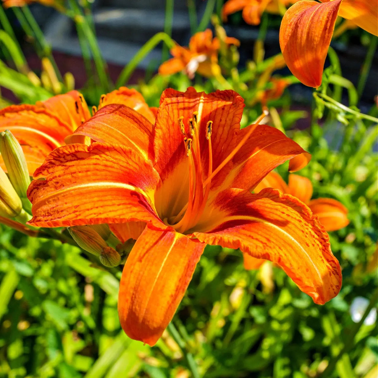 Vibrant orange daylily with ruffled petals and yellow center