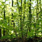 Ostrich fern fresh green fronds unfurling in sun-dappled forest
