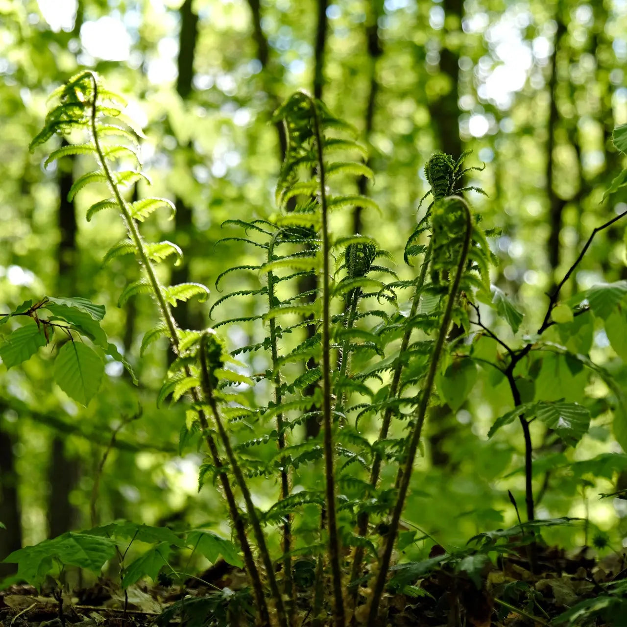 Ostrich fern fresh green fronds unfurling in sun-dappled forest
