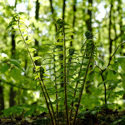 Ostrich fern fresh green fronds unfurling in sun-dappled forest