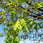 Vibrant Overcup Oak leaves with serrated glossy edges on brown branches against blue sky