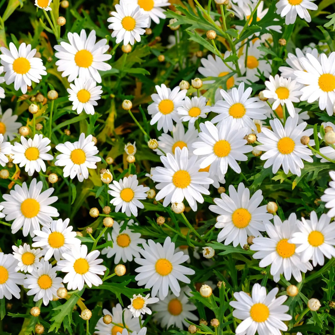 Oxeye daisy plant: vibrant white flowers with yellow centers in green foliage