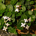 Partridgeberry plant with white star-shaped fuzzy flowers on glossy green leaves