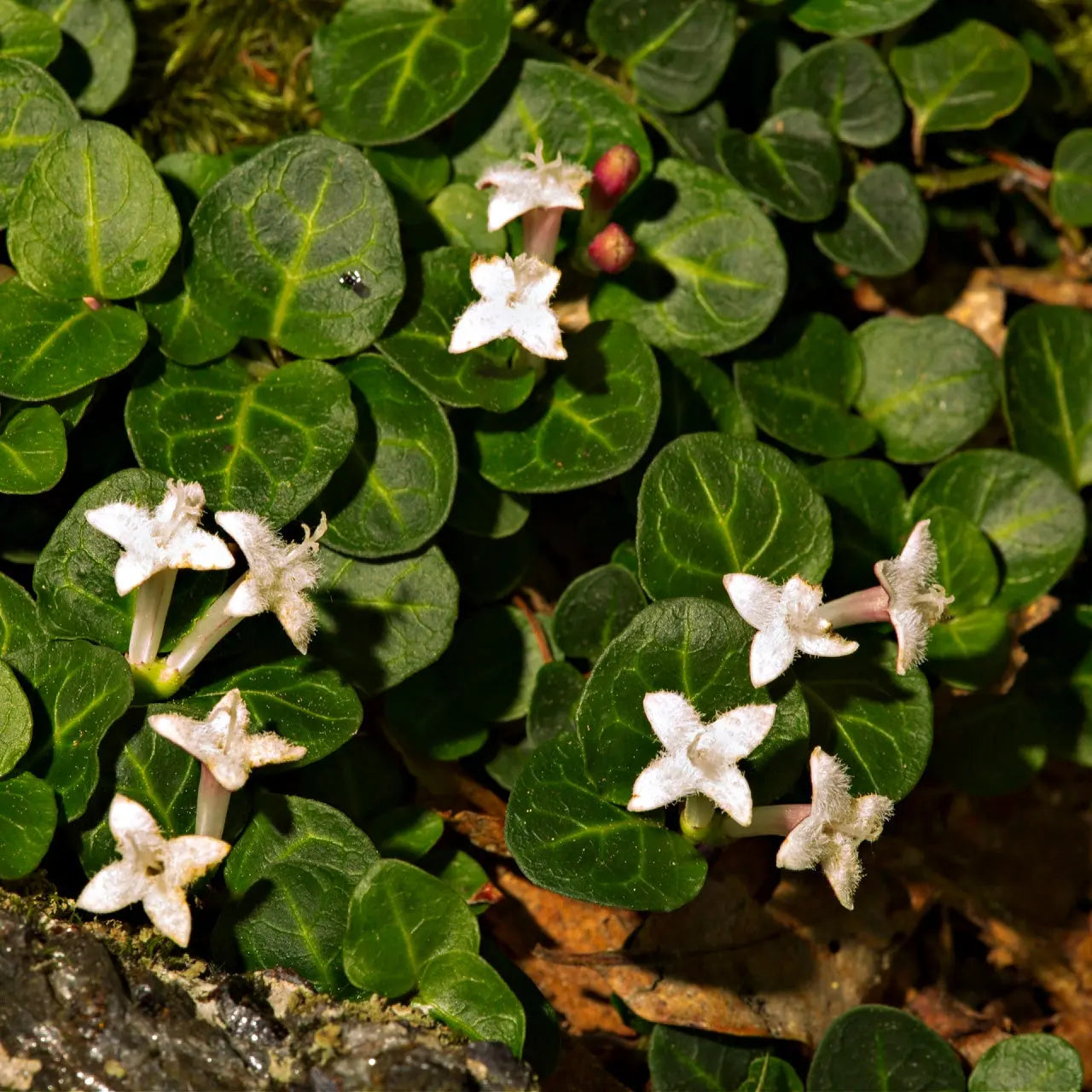 Partridgeberry plant with white star-shaped fuzzy flowers on glossy green leaves