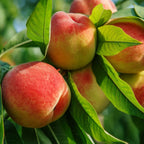 Ripe red-blushed yellow peaches on Peach Tree amid green leaves