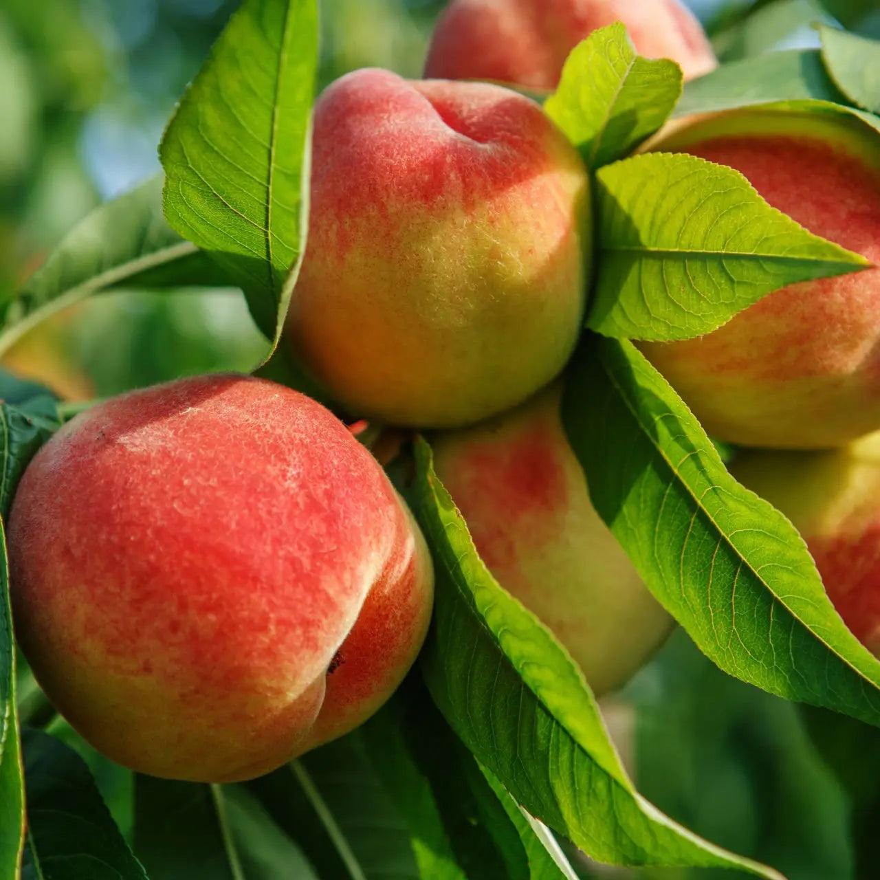 Ripe red-blushed yellow peaches on Peach Tree amid green leaves